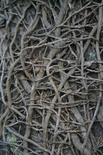 tangled vines around old spruce tree