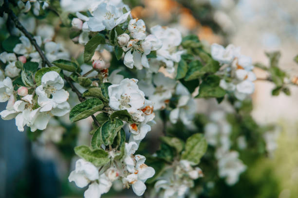 Blooming Apple tree branches with white flowers close-up. stock photo