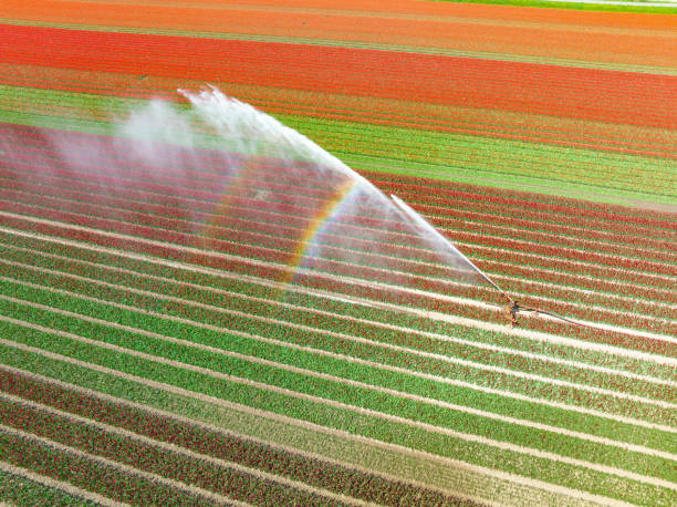 istock Tulips growing in a field sprayed by an agricultural sprinkler during springtime 1398786681