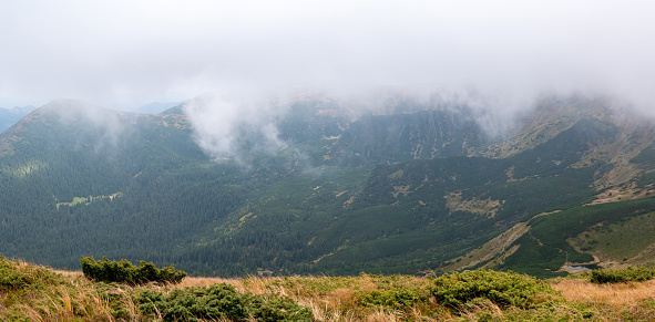 Panoramas of the Carpathians at dawn, dreamy panoramas of mountains, mountain bushes and meadows.