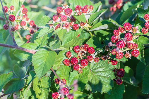 Unripe blackberries on the bush with selective focus. Bunch of berries