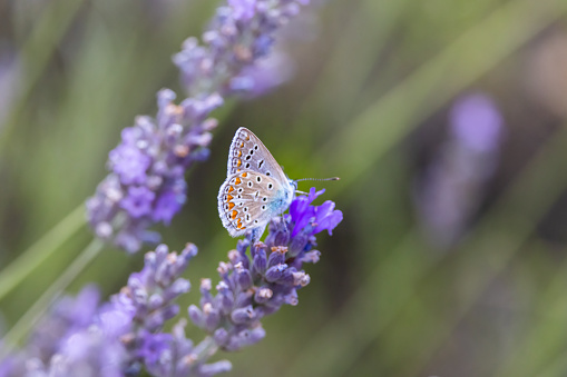 Brown argus, (Aricia agestis) on lavender, Provence, France