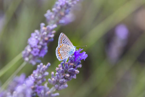 Brown argus, (Aricia agestis) on lavender, Provence, France Brown argus, (Aricia agestis) on lavender, Provence, France plateau de valensole stock pictures, royalty-free photos & images