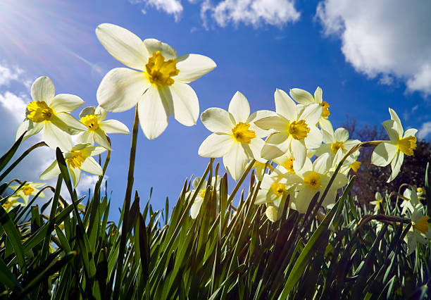 istock Backlit narcissus with sun flare 139878719