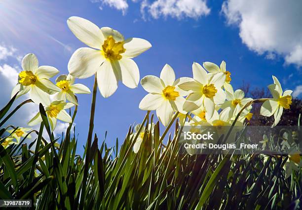 Retroiluminado Narciso Com Reflexo Da Luz Solar - Fotografias de stock e mais imagens de Abril - Abril, Amarelo, Ao Ar Livre