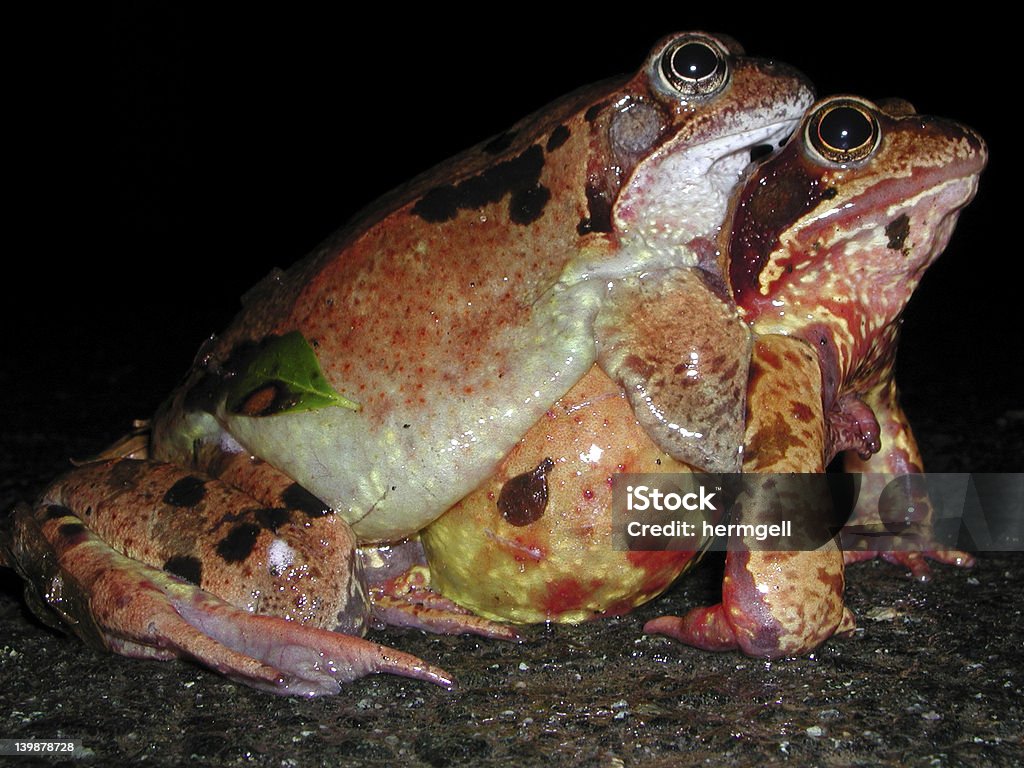 Common des crapauds mariage - Photo de Accouplement animal libre de droits