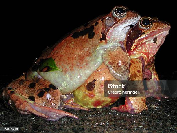 Foto de Toads Comum Casamento e mais fotos de stock de Acasalamento de animais - Acasalamento de animais, Amor, Anfíbio