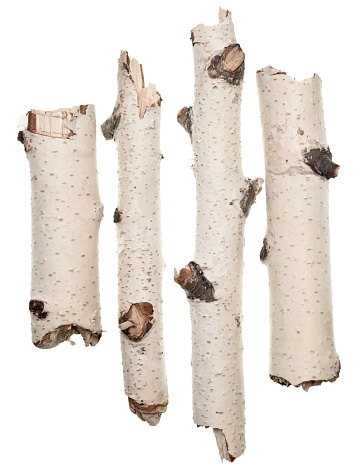 Birch sticks isolated on white background