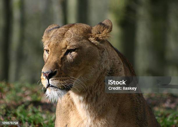 Leonessa - Fotografie stock e altre immagini di Africa - Africa, Animale da safari, Animale selvatico