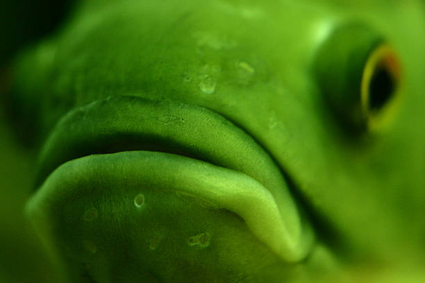 big lips closeup of piranha face fish with big lips stock pictures, royalty-free photos & images