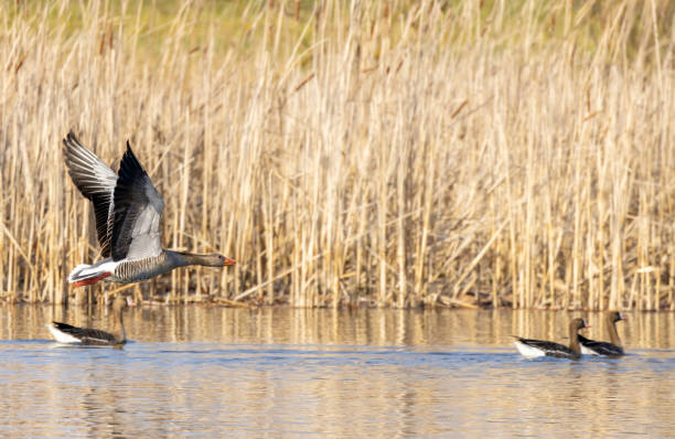 istock Great Goose, (Anser anser), Southern Bohemia, Czech Republic 1398788308
