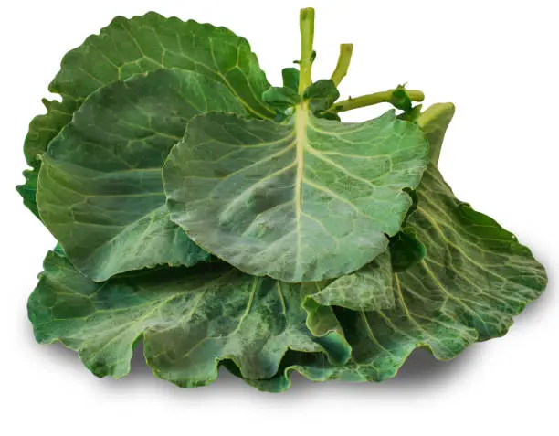 Cabbage leaves isolated in white background. Healthy and diet food.