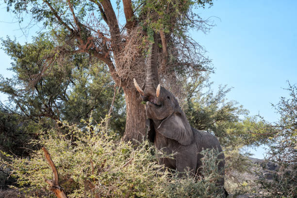 Afrikanischer Elefant / African elephant / Loxodonta africana