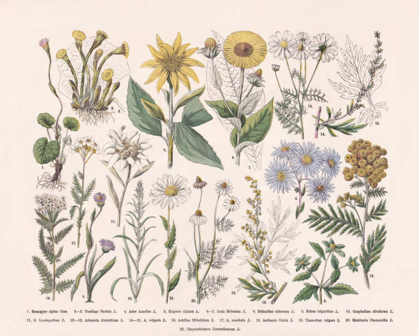 ilustraciones, imágenes clip art, dibujos animados e iconos de stock de plantas con flores (angiospermae, asteraceae), grabado en madera coloreado a mano, publicado en 1887 - chamomile chamomile plant flower herb