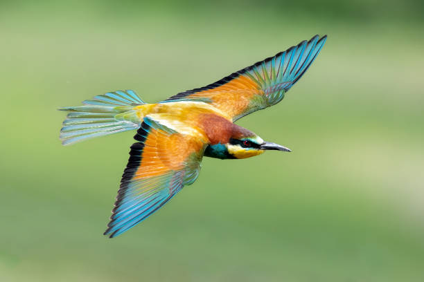 istock Bird in flight European bee eater flying Merops apiaster wings spread 1398790518