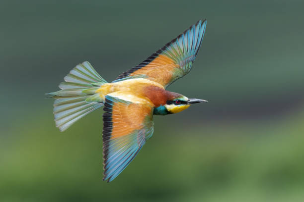 oiseau en vol guêpier européen volant merops apiaster - bee eater colorful bird beautiful bird animal photos et images de collection