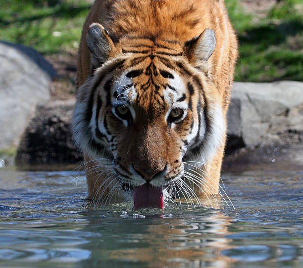 Drinking Siberian Tiger stock photo