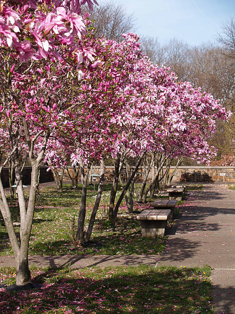 spring park mit Magnolien – Foto