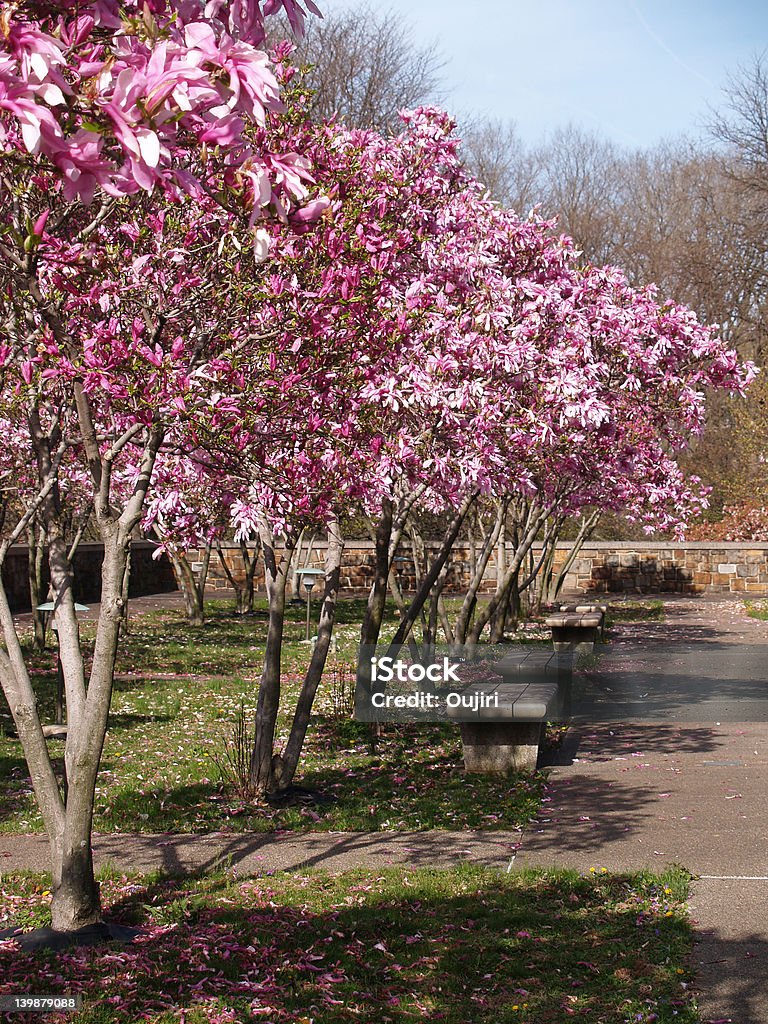 Parque Primavera com Magnoliáceas - Royalty-free Ao Ar Livre Foto de stock