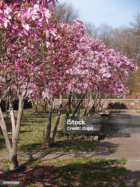 Parque Primavera Com Magnoliáceas - Fotografias de stock e mais imagens de Ao Ar Livre - Ao Ar Livre, Azul, Banco - Assento