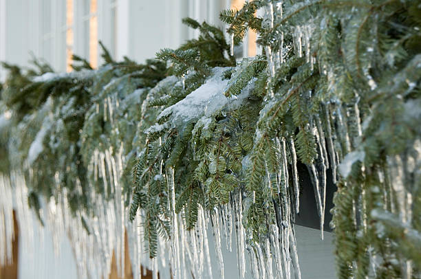 Ice on tree limbs stock photo