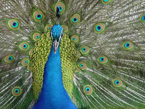 A photograph of a peacock with his feathers opened.