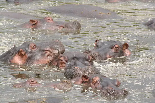 A selection of over 80 Hippo in one foul smelling pool!  Tanzania.