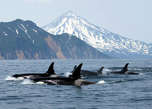 ballenas asesinas - ballena orca fotografías e imágenes de stock