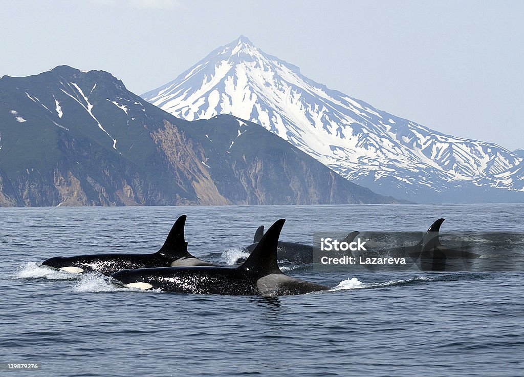 killer whales wild killer whales Orca Stock Photo
