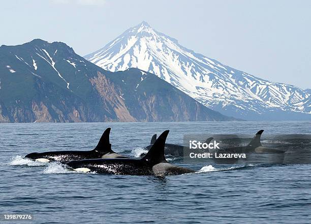 Killer Whales Stock Photo - Download Image Now - Orca, Vancouver Island, Whale