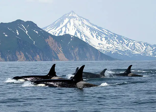 Photo of killer whales