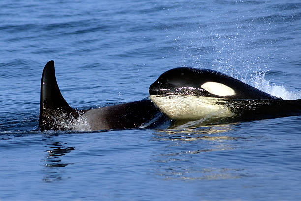 istock mother and her calf 139879291