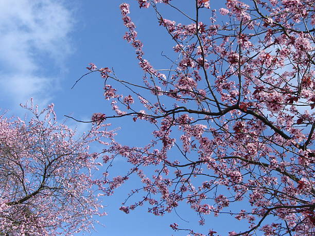 Blooming cherry trees stock photo