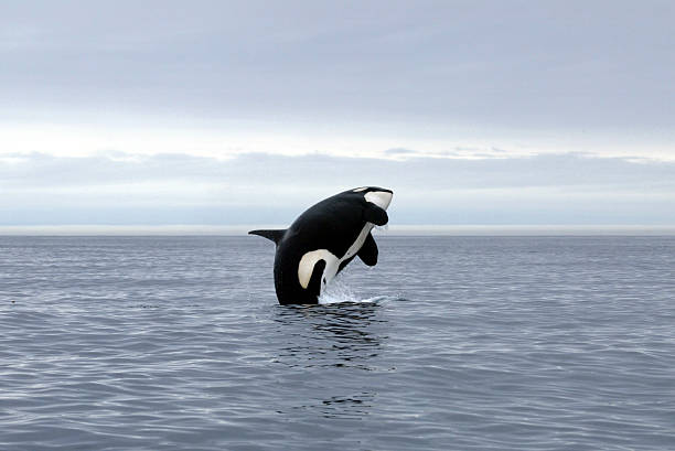 A killer whale jumping out of the ocean jumping killer whale killer whale photos stock pictures, royalty-free photos & images