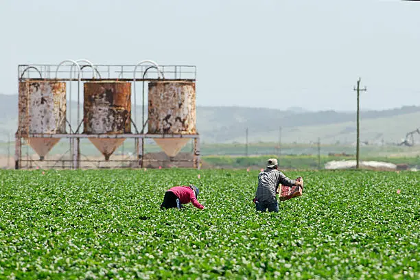Two migrant farmworkers perform backbreaking work picking strawberries along the central coast of California