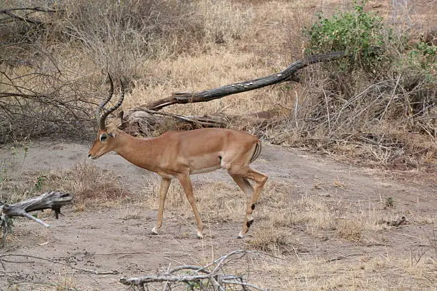 Impala at Lake Manyara, Tanzania, Africa