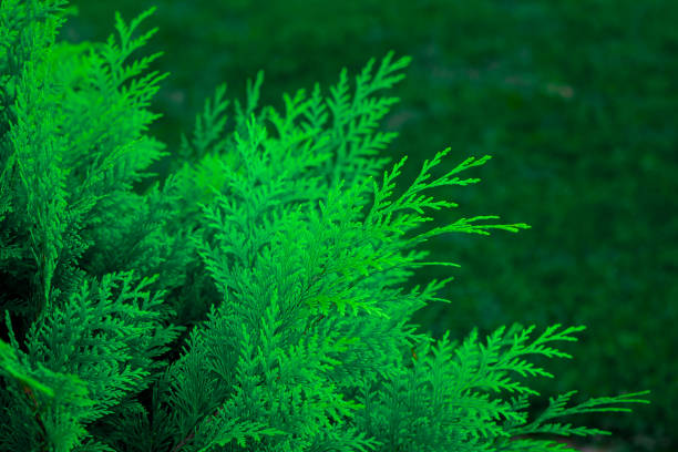 istock Branch of green thuja background. Green thuja leaf texture. Nature background texture 1398793514
