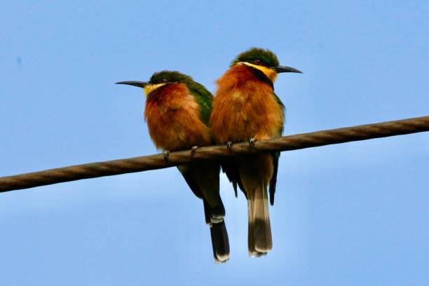 istock Pair of Cinnamon-Chested Bee Eater Birds 1398793515