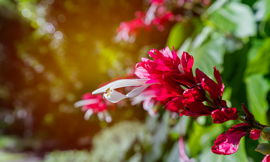 Closeup view of a bright spray of crimson and white blossoms in a garden setting with glow orange-golden light blurred background.