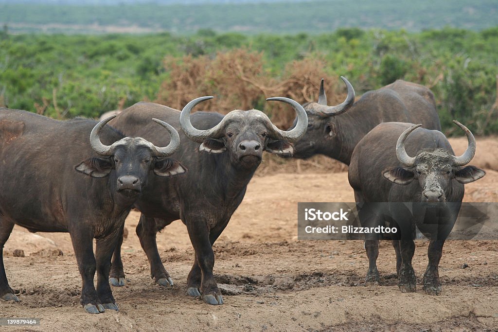 Bufalo indiano - Foto stock royalty-free di Acqua