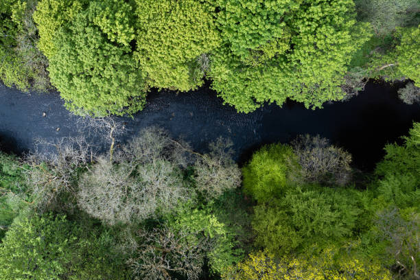 istock Aerial view of trees growing beside a small river 1398794745