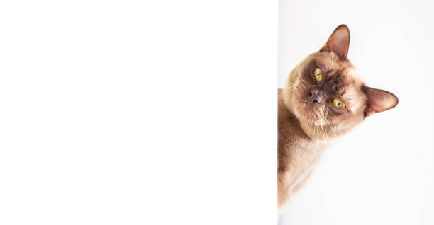istock Burmese cat peep out from white wall. 1398794760