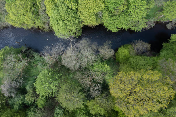 istock Aerial view of trees growing beside a small river 1398794815