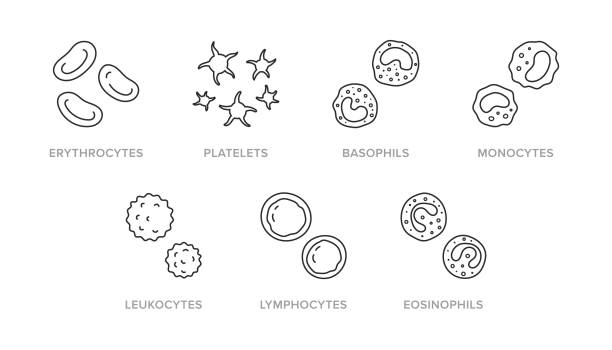 ilustracja doodle komórek krwi, w tym ikony - erytrocyt, płytki krwi, bazofil, monocyt, leukocyt, limfocyt, eozynophil. cienka linia sztuki o hematologii. edytowalny obrys - wbc stock illustrations