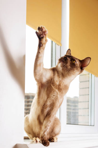 istock Burmese cat sitting on windowsill and playing. 1398794900