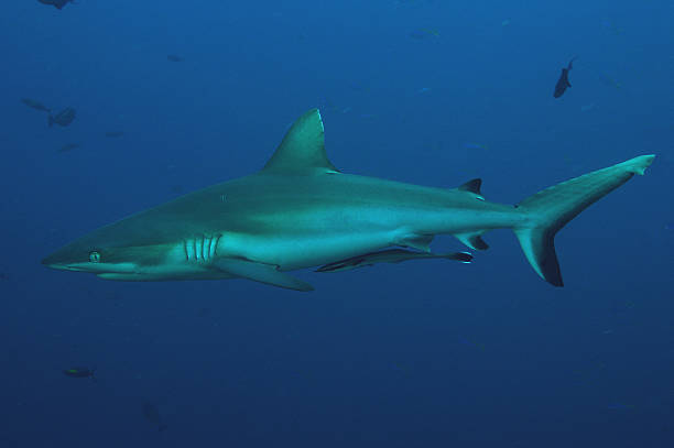 istock King of the seas 139879521