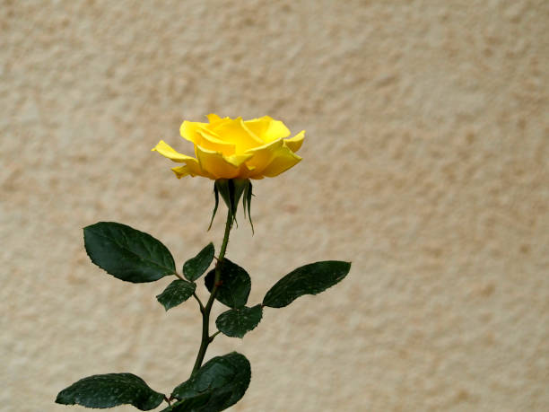 Yellow rose against a beige wall. copy space. Artistic background