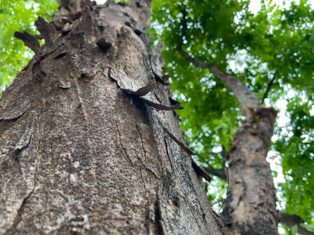 istock The bark is dry and cracked. 1398795855