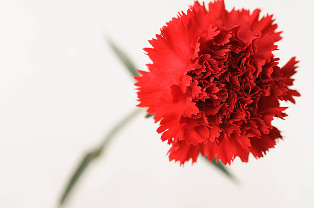 レッドのカーネーション - single flower flower red daisy ストックフォトと画像
