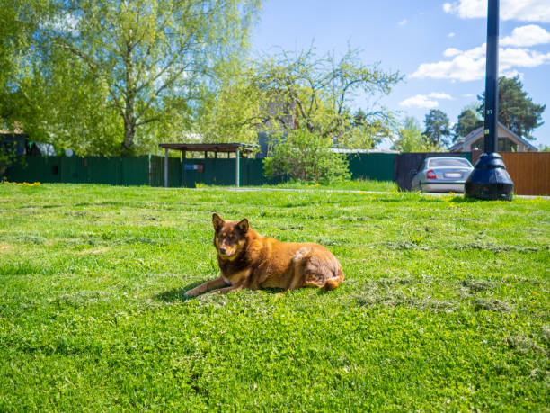 A brown dog basks in the sun, lying on a green lawn.